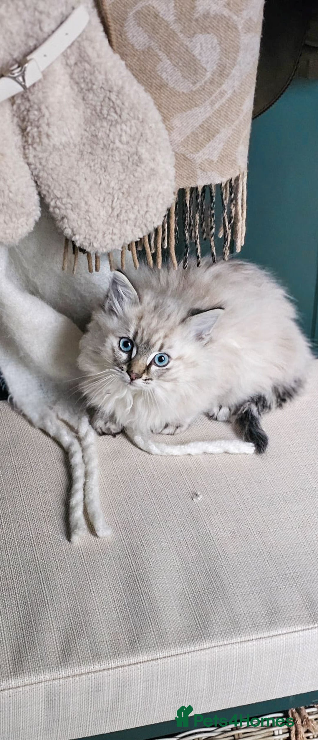 Siberian cats for sale: White and tabby Available!! Pure Siberian Kittens! - Advert 7