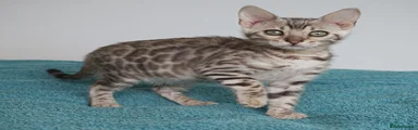 Bengal 1