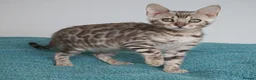 Bengal cats for sale: Superb Bengal Girl Kitten - Advert 9