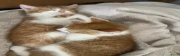 Mixed Breed cats for sale: 4 playful kittens ready to find their forever home - Advert 27