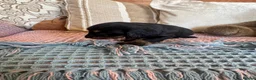 Miniature Dachshund dogs for sale: Miniature dachshunds for sale in Witney - Advert 13