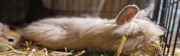 Lionhead rabbits for sale: Purebred double maned super fluffy lionhead girls - Advert 15