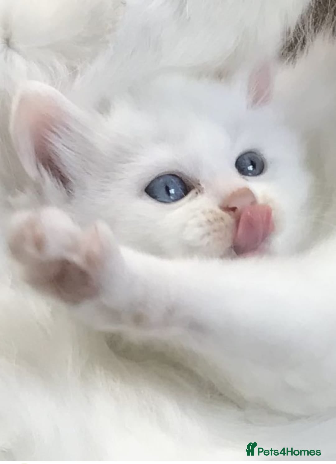 Ragdoll cats for sale: Flame point ragdoll kittens - Advert 1