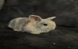 Mini Lop rabbits for sale: Mini Lops & Mini Lion Lops. Separate litters - Image 8