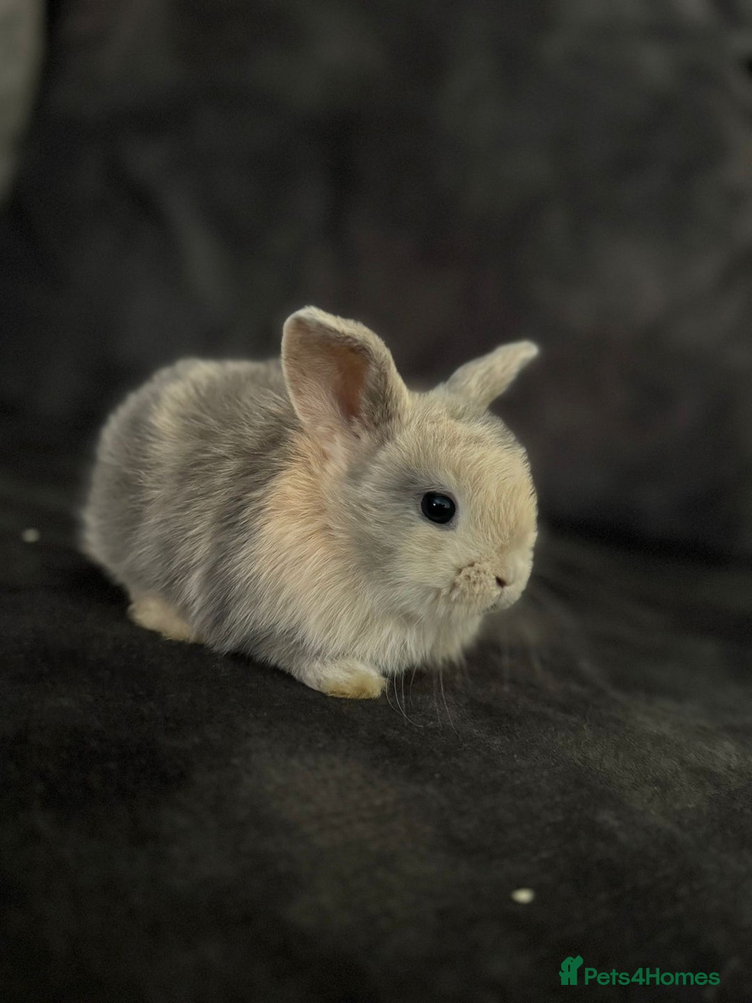 Mini Lop rabbits for sale: Mini Lops & Mini Lion Lops. Separate litters - Image 8