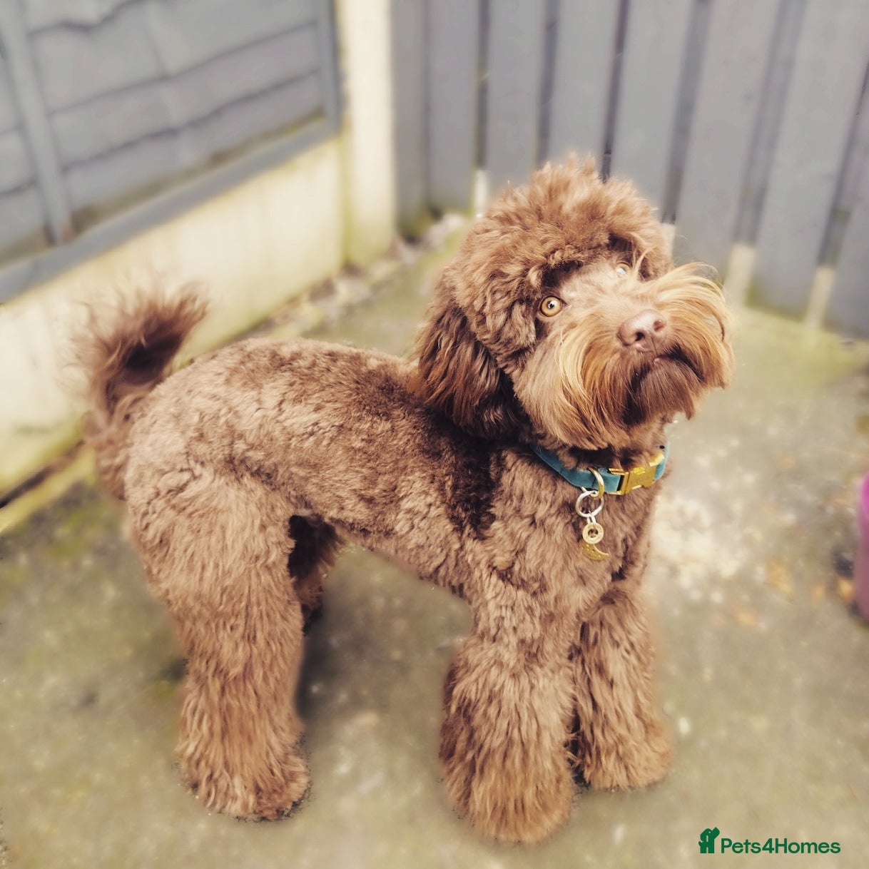 Cockapoo dogs *PROVEN* DNA Health Tested Chocolate Cockapoo STUD - Advert 24