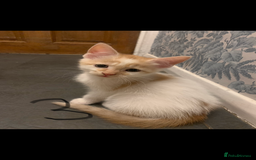 Mixed Breed cats for sale: 5 beautiful kittens ready for their forever home  - Image 5
