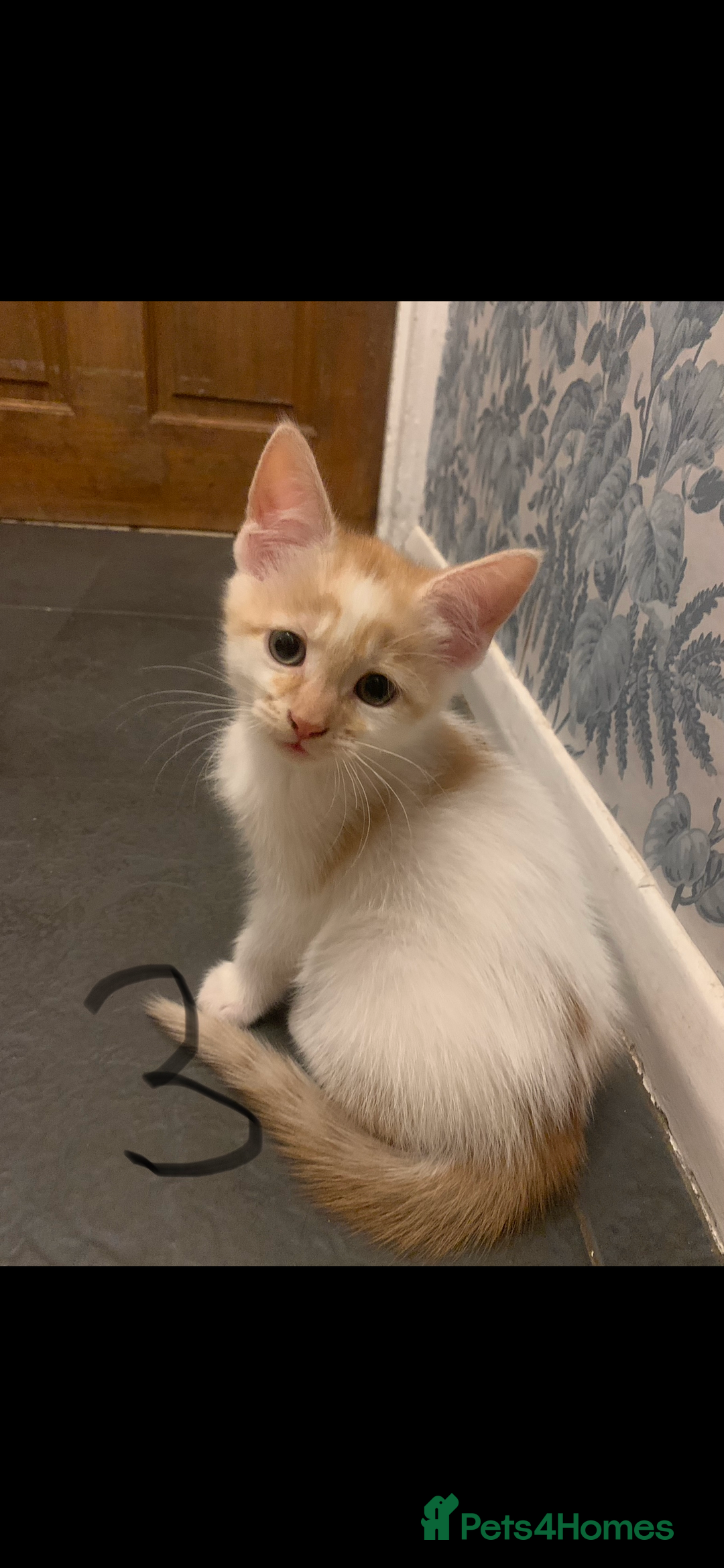 Mixed Breed cats for sale: 5 beautiful kittens ready for their forever home  - Image 5