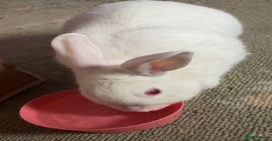 Dutch rabbits - Advert 14