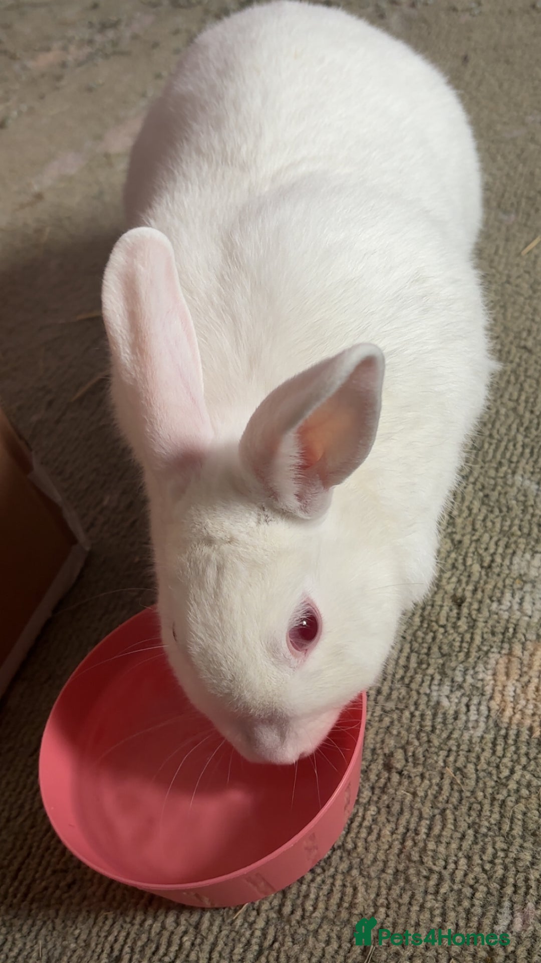 Dutch rabbits for sale: White rabbit assume dutch breed - Image 2