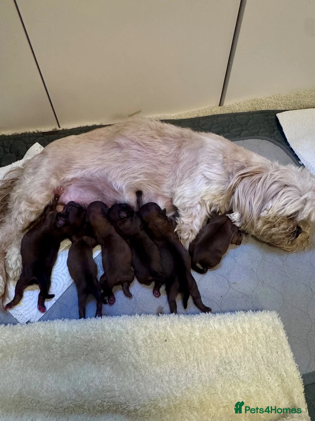 Shih Tzu dogs for sale: Shih Tzu litter  - Advert 2