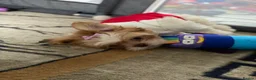 Shih Tzu dogs for sale: Sad sale - Advert 9