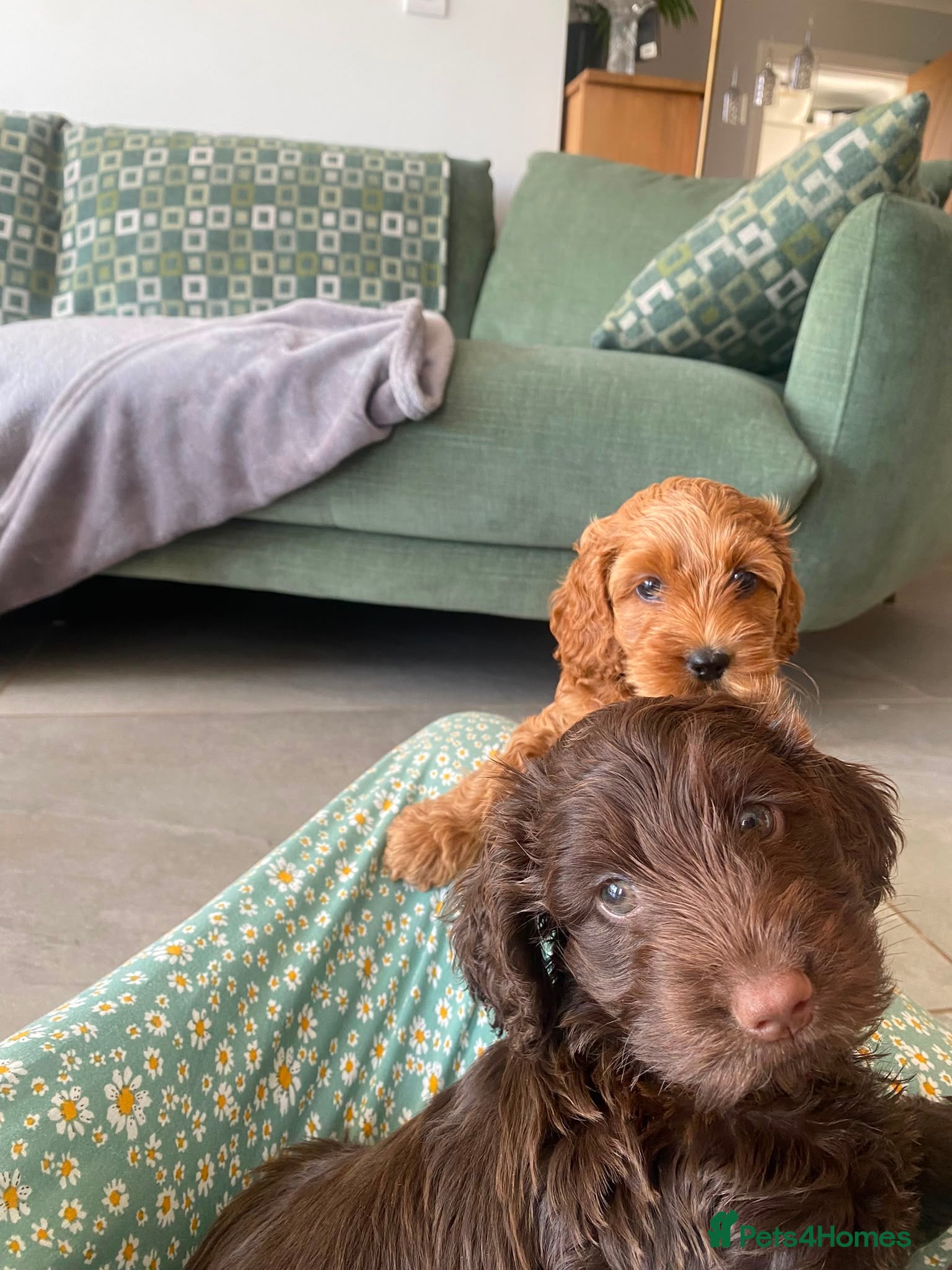 Cockapoo dogs Two beautiful puppies - Advert 9
