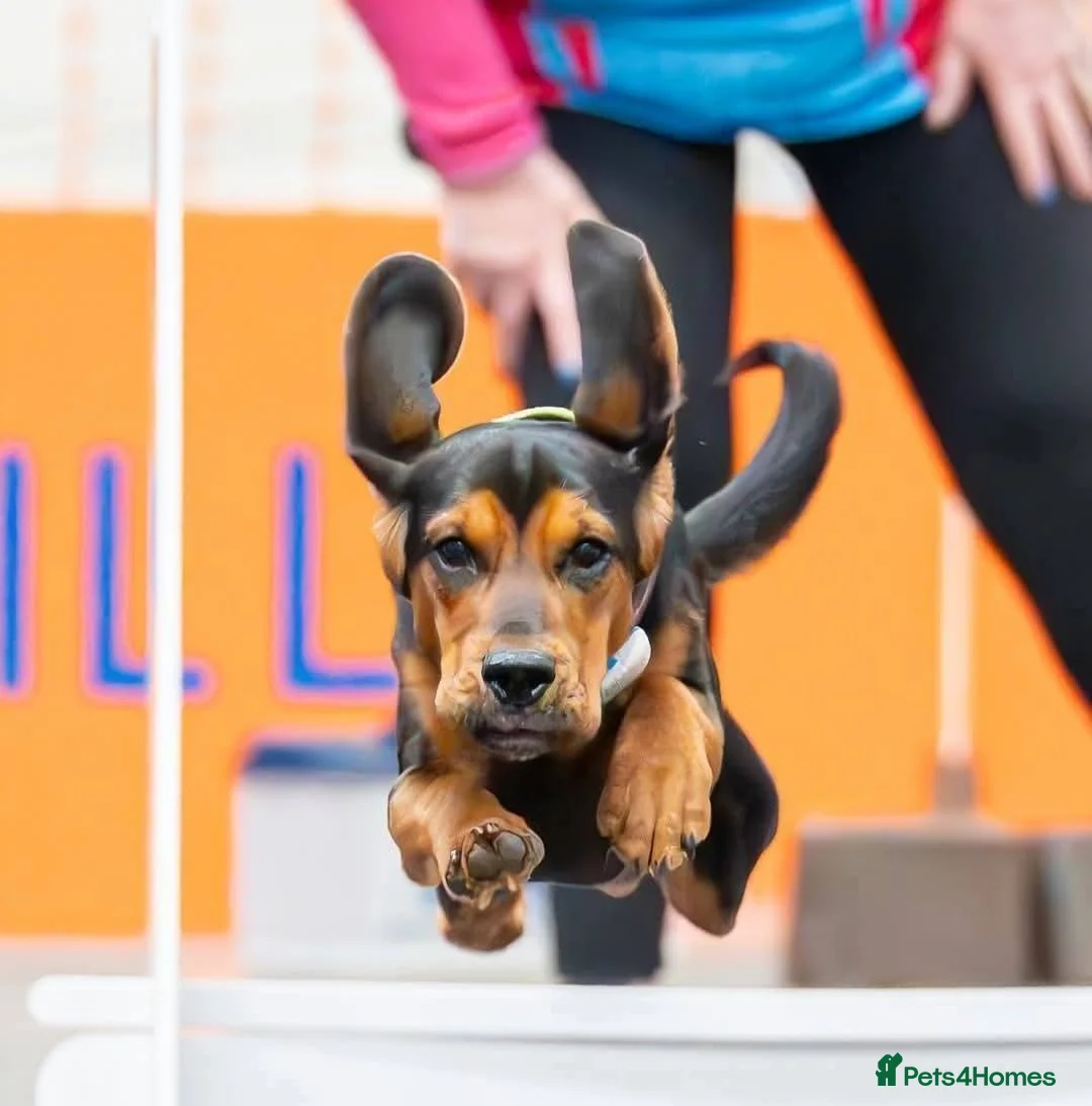 Bocker dogs for stud: Spirit  - Advert 3