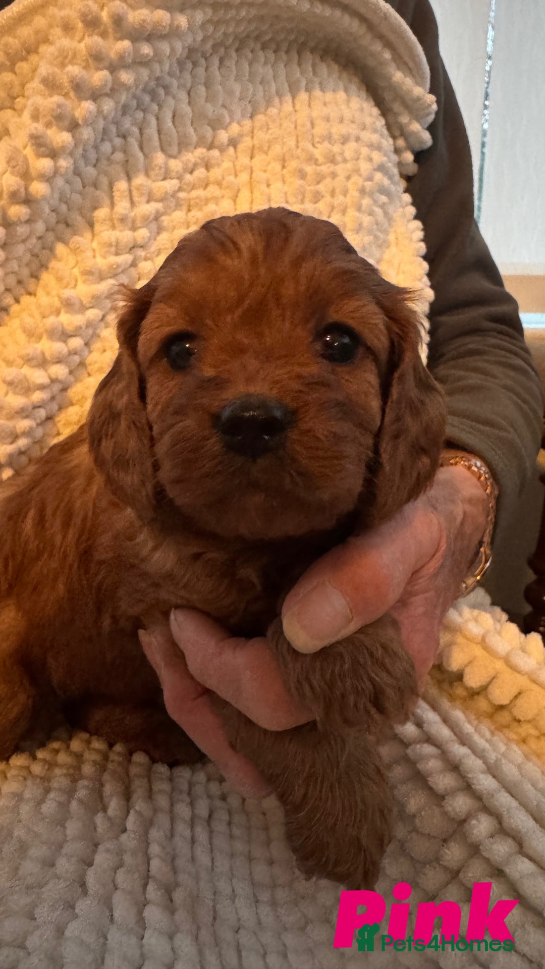 Cavapoo dogs for sale: Stunning litter of F1 Cavapoo’s - Advert 3