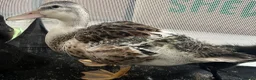 Ducks poultry for sale: Female Miniature Appleyard!  - Advert 1