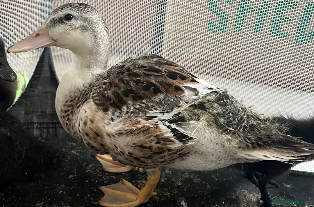 Ducks poultry for sale: Female Miniature Appleyard!  - Advert 1
