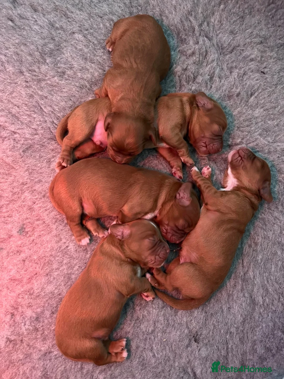 Cocker Spaniel dogs for stud: Gorgeous Red Cocker Spaniel Stud in Saint Austell - Advert 14