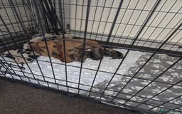 Mixed Breed dogs for sale: Cute Females and Male Dachshunds x Pug for sale  - Image 8