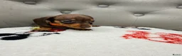 Miniature Dachshund dogs for sale: Miniature Dachshund in Nelson - Advert 23