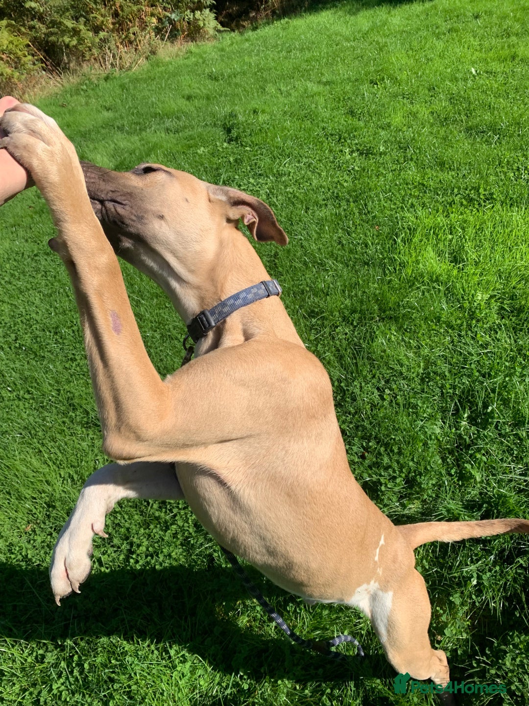 Mixed Breed dogs for sale: 2 x 9 month Lurcher x bullmastiff  - Image 9