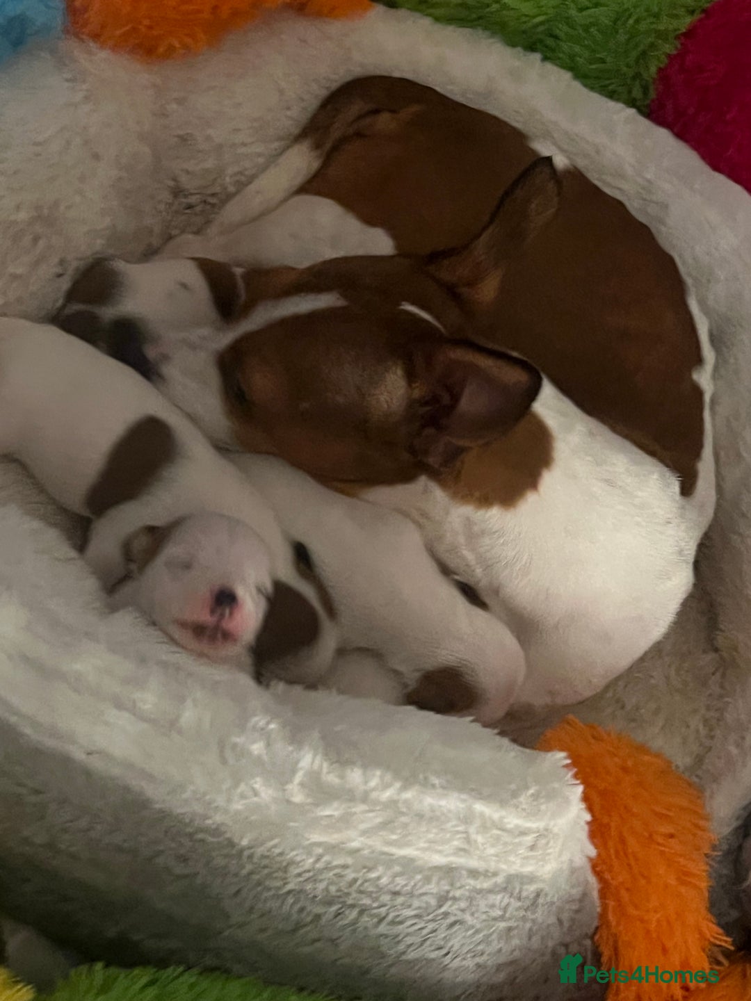 Jack Russell dogs for sale: Stunning Miniature Jack Russell Puppies!!! - Advert 18