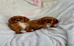 Cavalier King Charles Spaniel dogs for sale: 3 kc reg ruby boy puppies looking for homes - Image 7