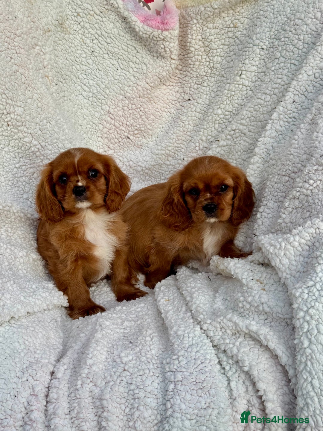 Cavalier King Charles Spaniel dogs for sale: 3 kc reg ruby boy puppies looking for homes - Image 7