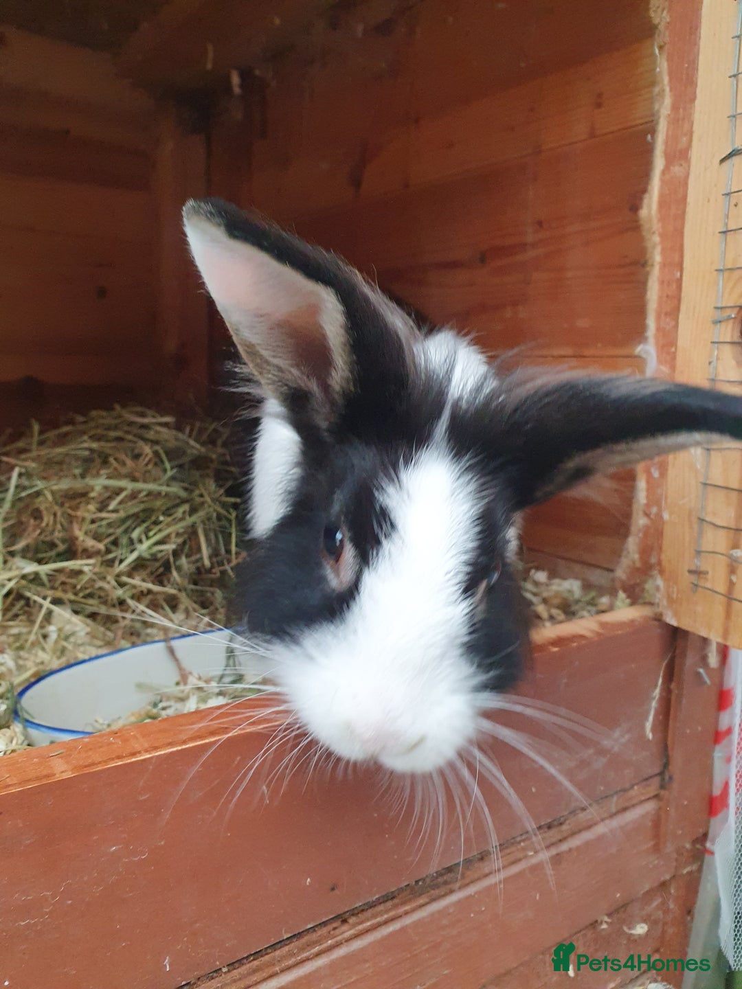 Mini Lop rabbits for sale: Spayed and neutered rabbits for adoption - Image 10