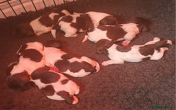 Sproodle dogs for sale: F1 Parti Sproodles 💥 REDUCED 💥 LAST TWO MALES 💥 in Kidderminster - Image 19