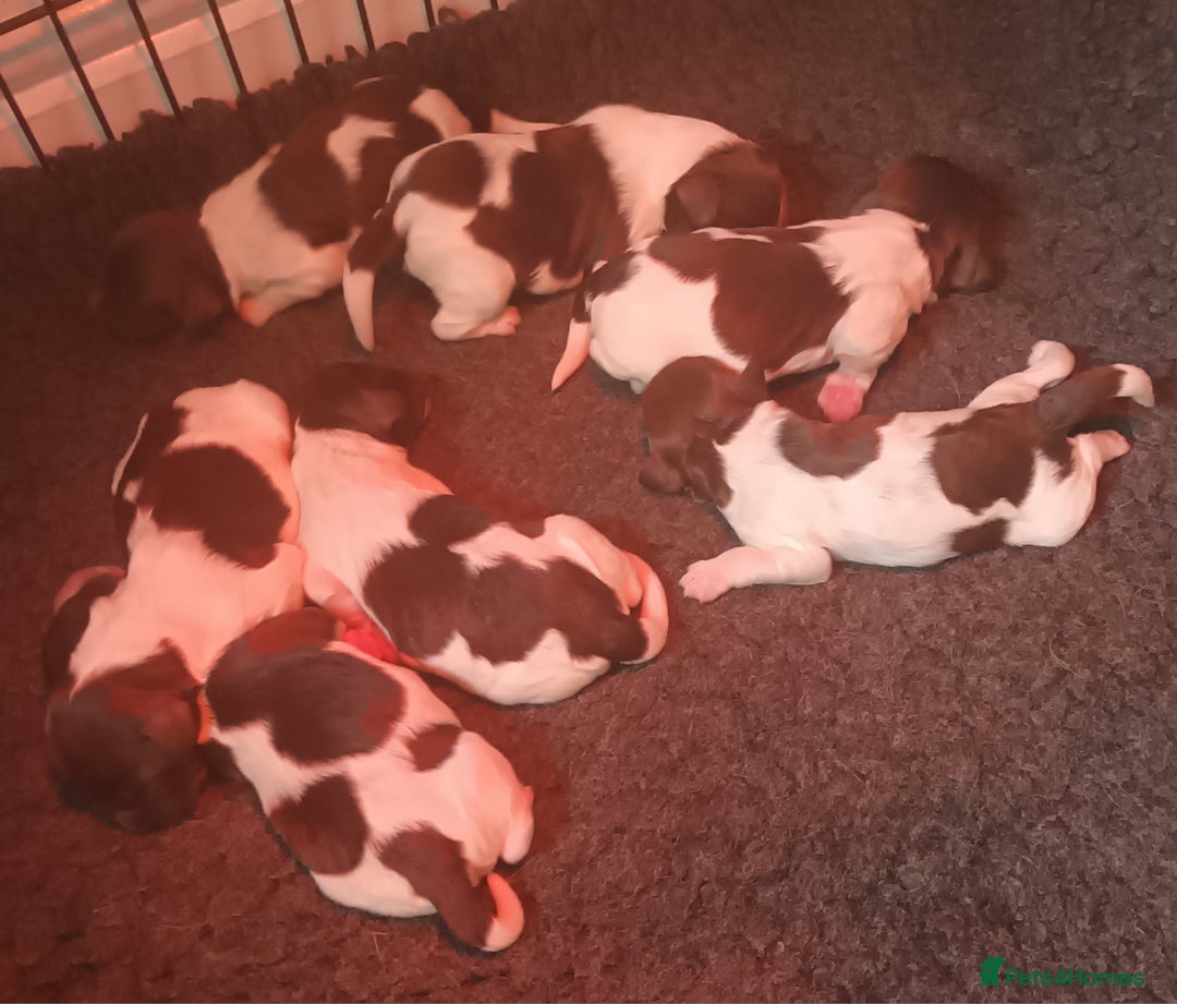 Sproodle dogs for sale: F1 Parti Sproodles 💥 REDUCED 💥 LAST TWO MALES 💥 in Kidderminster - Image 19