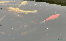 Koi Carp fish for sale: Koi Carp for Sale (rehoming due to baby and dog)  - Image 4