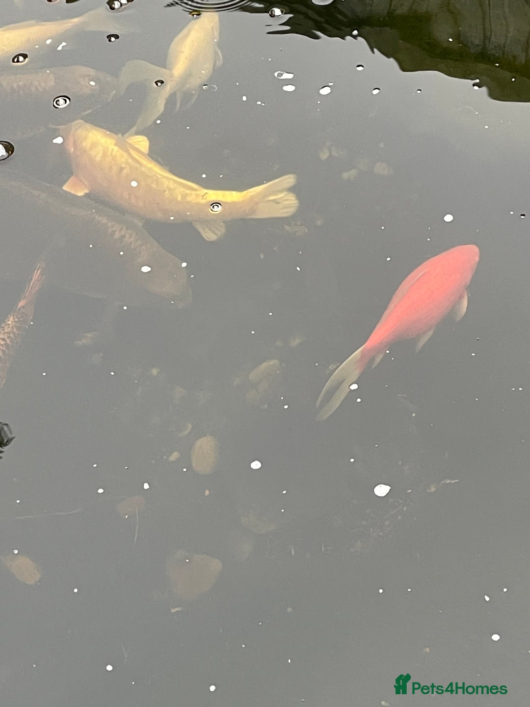 Koi Carp fish for sale: Koi Carp for Sale (rehoming due to baby and dog)  - Image 4