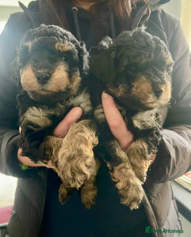 Toy Poodle dogs Stunning Toy Poodle Puppies - Advert 3