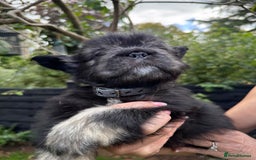 French Bulldog dogs for sale: FLUFFY FRENCHIE 🧸 YORKSHIRE'S RAREST LONG-HAIRED - Image 5