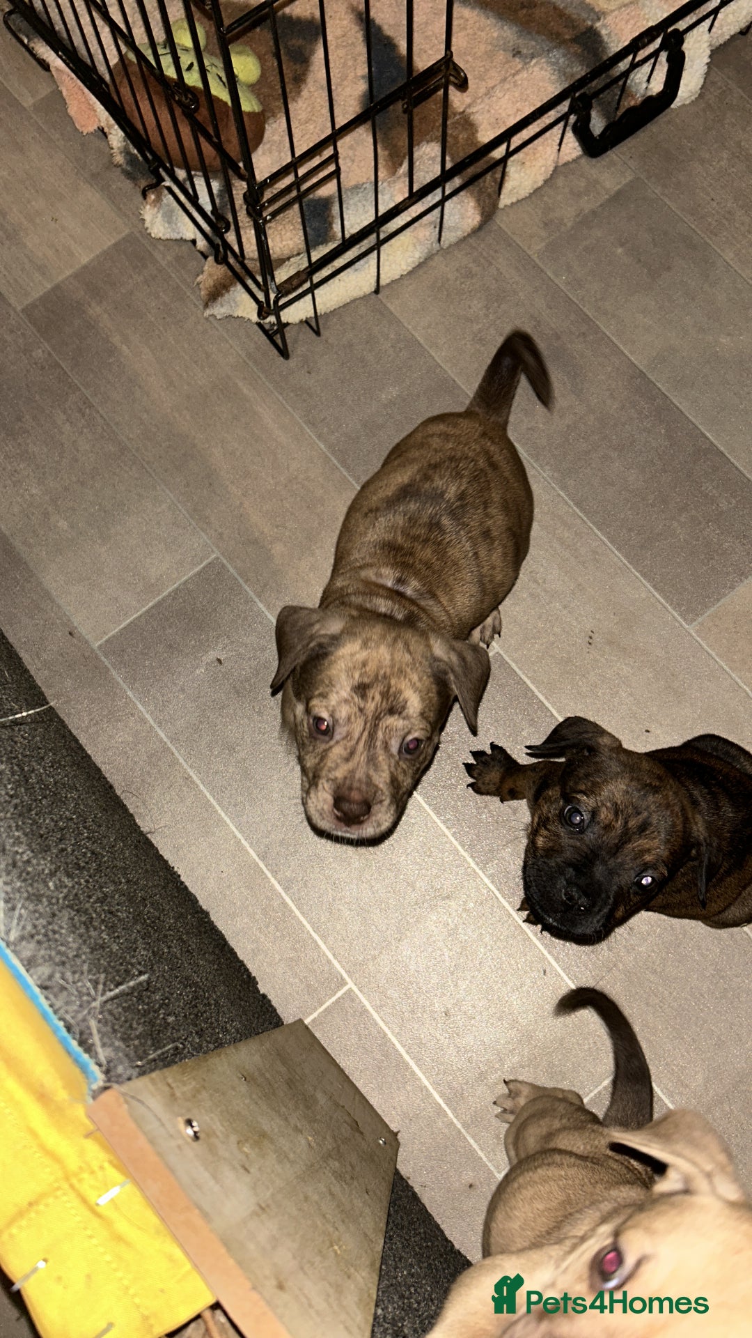 Mixed Breed dogs for sale: Rottweiler bulldog cross staffy - Advert 2