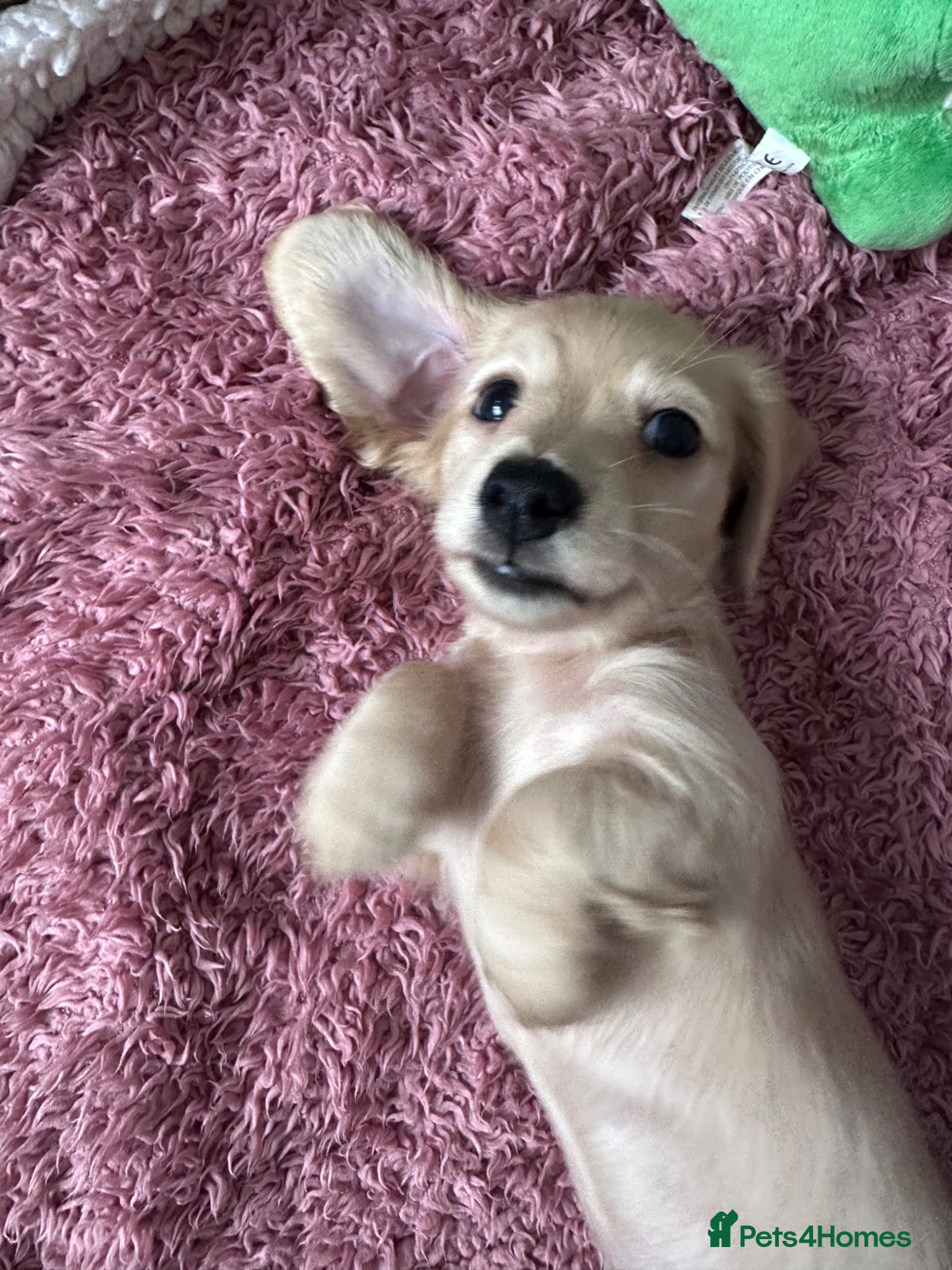 Miniature Dachshund Puppy 2