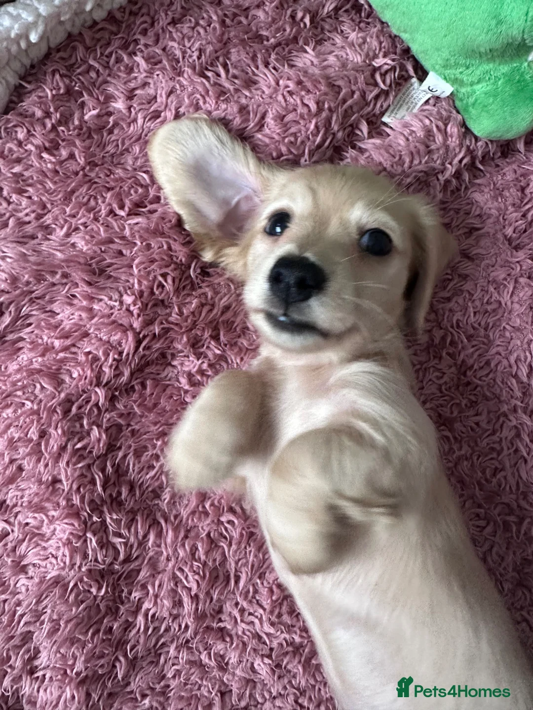 Miniature Dachshund dogs for sale: Miniature long haired dachshunds  in Guildford - Advert 13