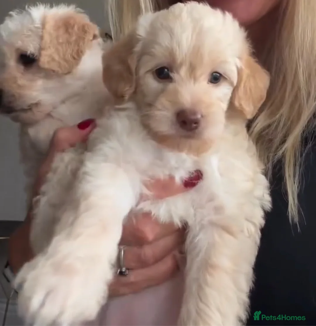 Cockapoo dogs for sale: Beautiful healthy cockapoo - Advert 7