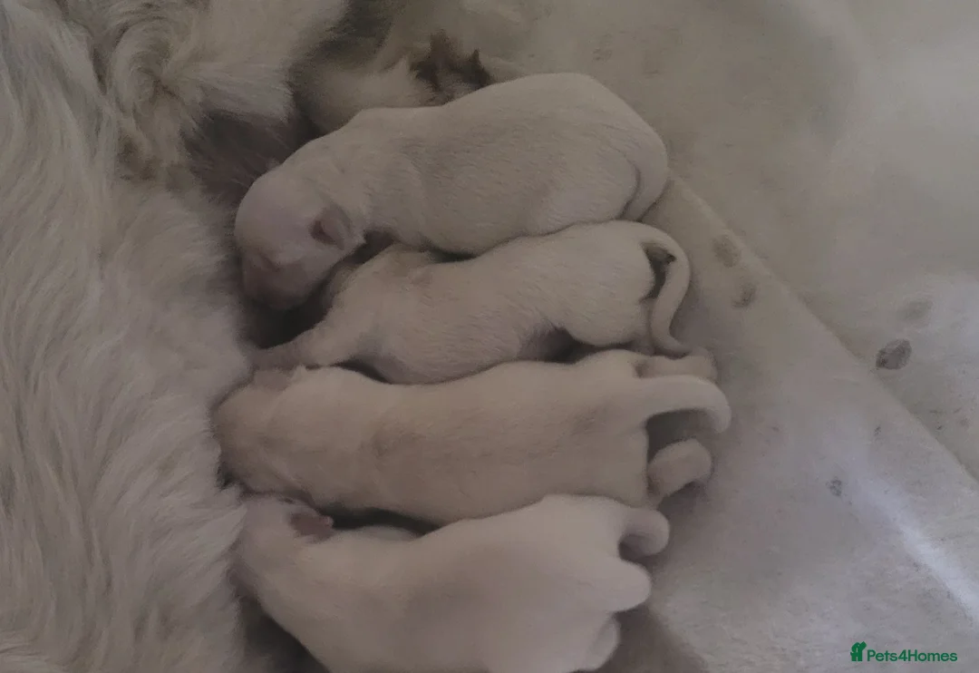 Golden Retriever dogs for sale: Beautiful snowy white boy and girl  in Scarborough - Advert 8