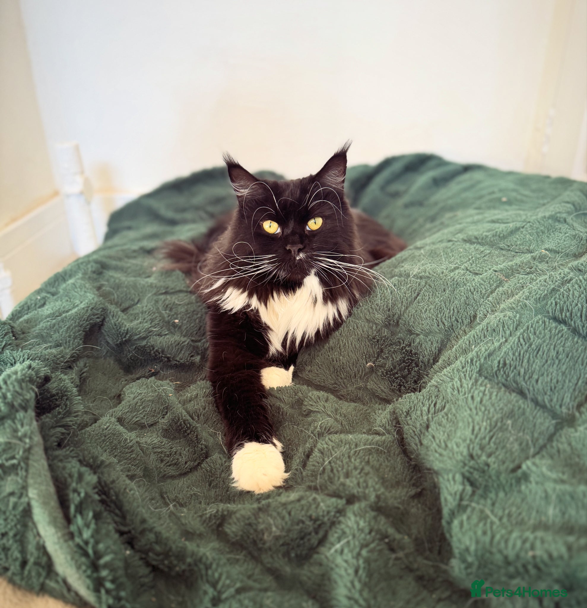 Maine Coon cats 2 year old 3/4 Maine coon - Advert 11