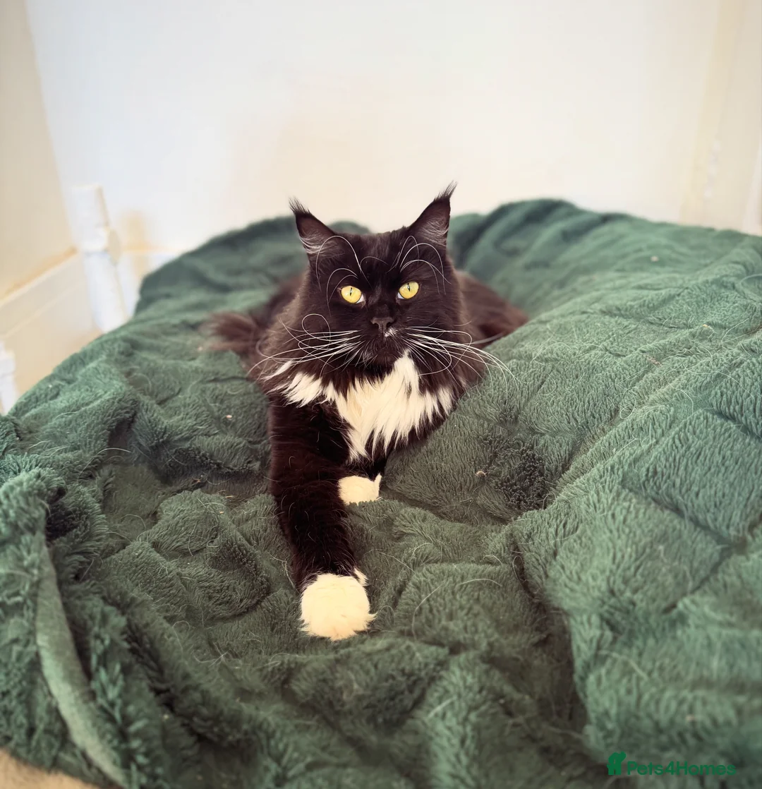 Maine Coon cats for sale: 2 year old 3/4 Maine coon - Advert 1