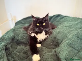 Maine Coon cats 2 year old 3/4 Maine coon - Advert 1