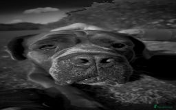 Cane Corso dogs for sale: That (Tye) looking for his forever home  - Image 5