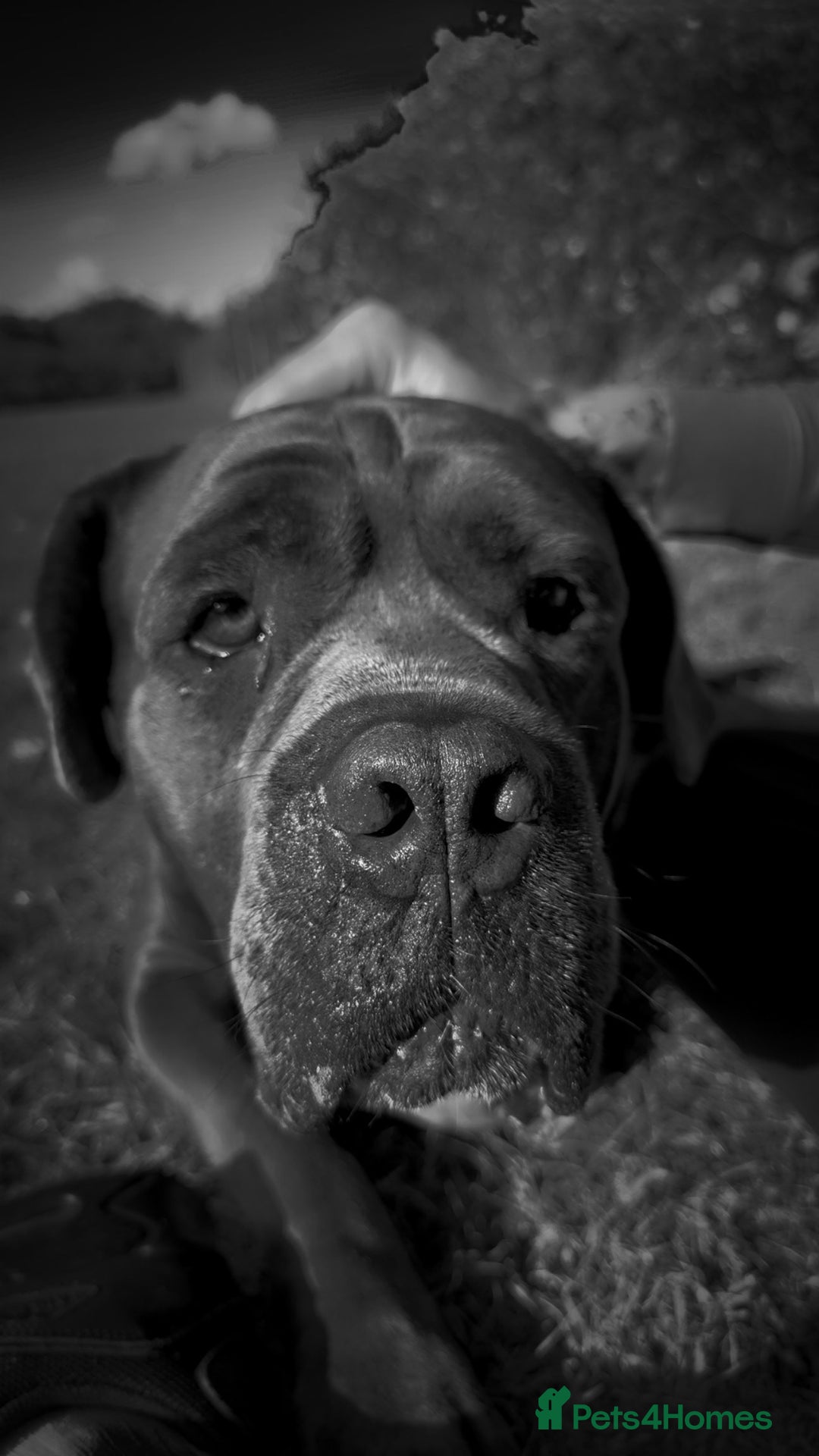 Cane Corso dogs for sale: That (Tye) looking for his forever home  - Image 5