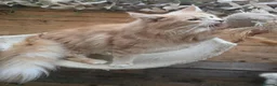 Maine Coon cats for sale: Active Cream Tabby Maine Coon Female - Advert 9