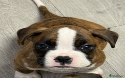 Boxer dogs for sale: Beautiful boxer puppies  - Image 3