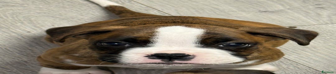 Boxer Puppy 6