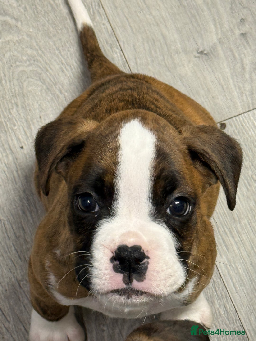 Boxer dogs for sale: Beautiful boxer puppies  - Image 3