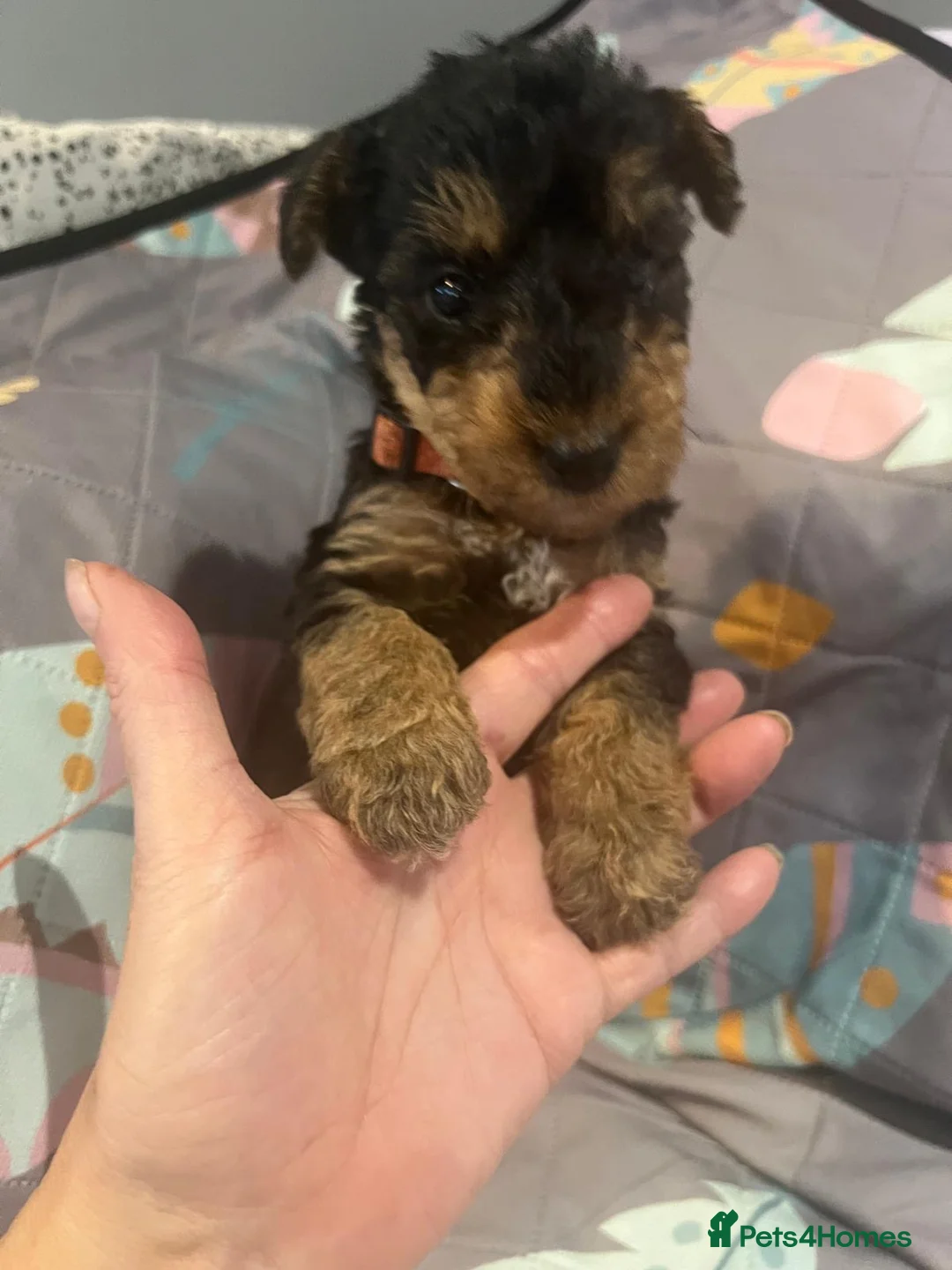 Airedale Terrier dogs for sale: Pure breed Airedale Terriers for sale - Advert 38